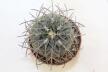 Gymnocalycium spegazzinii v major (3)