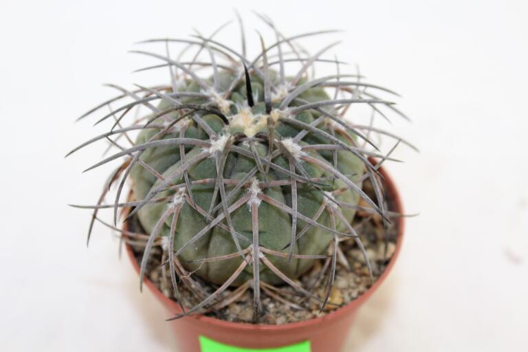 Gymnocalycium spegazzinii v major (2)