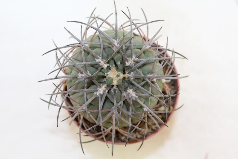 Gymnocalycium spegazzinii v major (3)