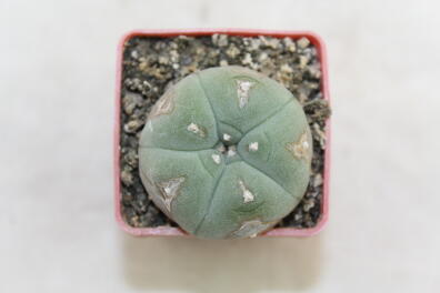 Lophophora williamsii 