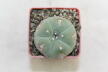 Lophophora williamsii 