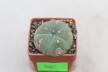 Lophophora williamsii  (2)