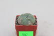 Lophophora williamsii  (3)