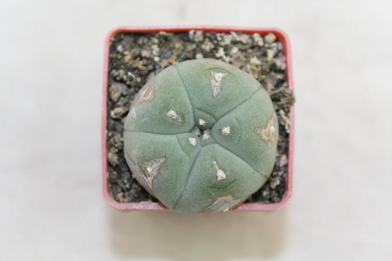 Lophophora williamsii  (1)