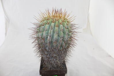 Copiapoa haseltoniana GIANT