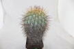 Copiapoa haseltoniana GIANT