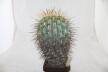Copiapoa haseltoniana GIANT (2)