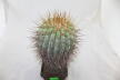 Copiapoa haseltoniana GIANT (4)