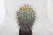 Copiapoa haseltoniana GIANT (5)
