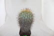 Copiapoa haseltoniana GIANT (6)