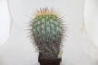 Copiapoa haseltoniana GIANT (7)