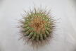 Copiapoa haseltoniana GIANT (8)