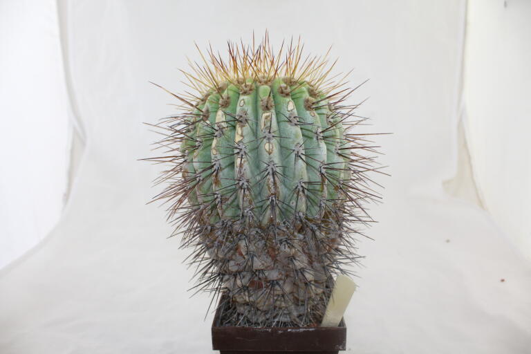 Copiapoa haseltoniana GIANT (2)