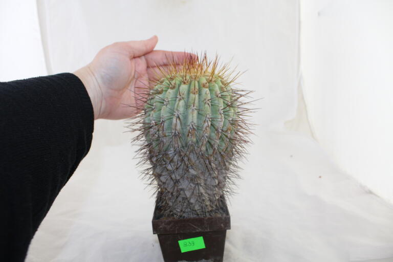 Copiapoa haseltoniana GIANT (3)