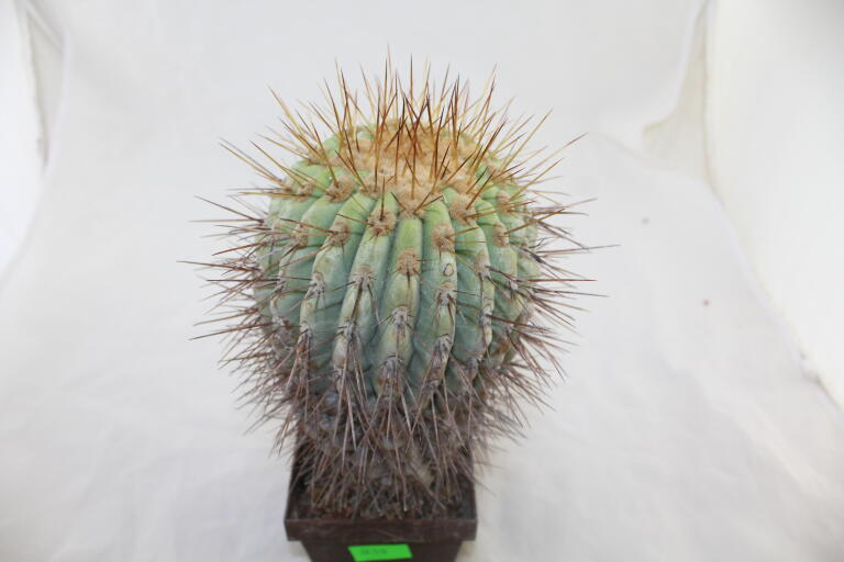 Copiapoa haseltoniana GIANT (4)