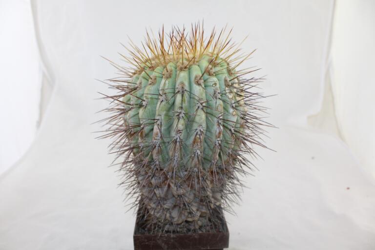 Copiapoa haseltoniana GIANT (5)