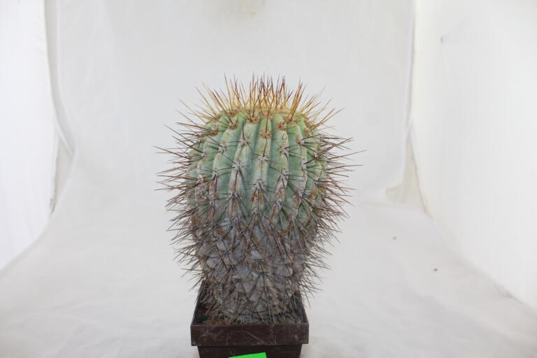 Copiapoa haseltoniana GIANT (6)
