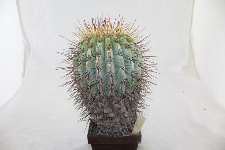 Copiapoa haseltoniana GIANT (7)