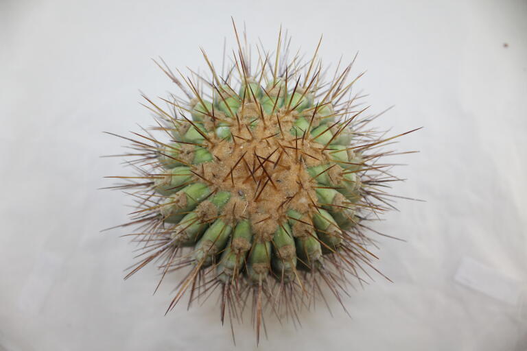 Copiapoa haseltoniana GIANT (8)