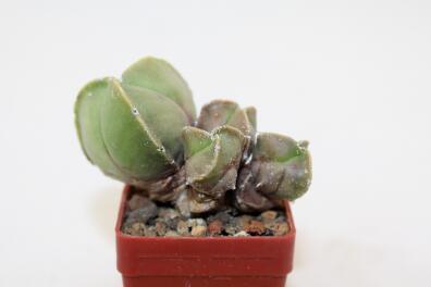 Astrophytum myriostigma tricostatum MULTIHEADS 