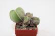 Astrophytum myriostigma tricostatum MULTIHEADS 