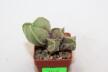 Astrophytum myriostigma tricostatum MULTIHEADS  (3)