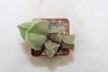 Astrophytum myriostigma tricostatum MULTIHEADS  (2)