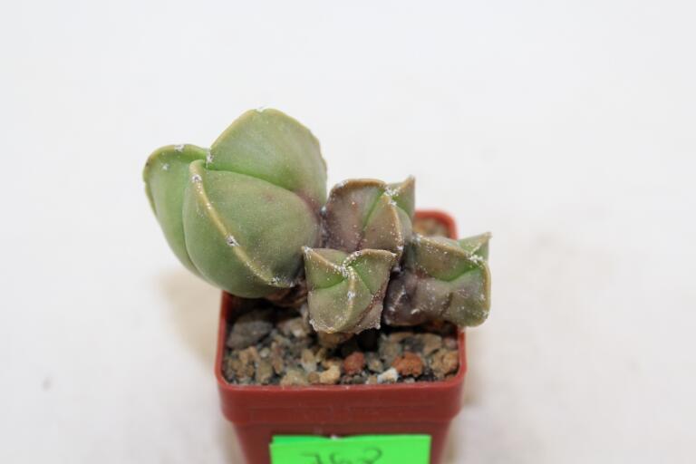 Astrophytum myriostigma tricostatum MULTIHEADS  (3)