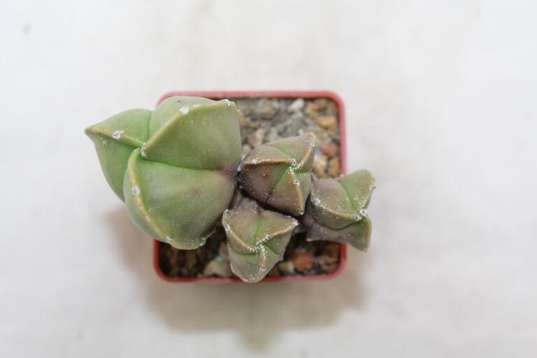 Astrophytum myriostigma tricostatum MULTIHEADS  (2)