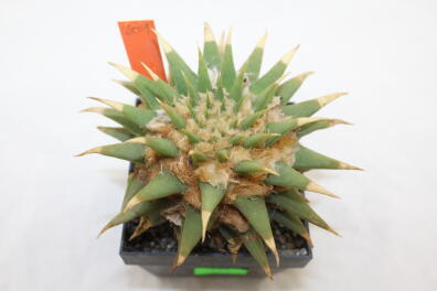 Ariocarpus trigonus elongatus BIG