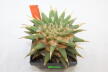 Ariocarpus trigonus elongatus BIG