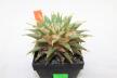 Ariocarpus trigonus elongatus BIG (2)