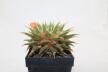 Ariocarpus trigonus elongatus BIG (3)
