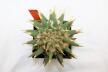 Ariocarpus trigonus elongatus BIG (4)