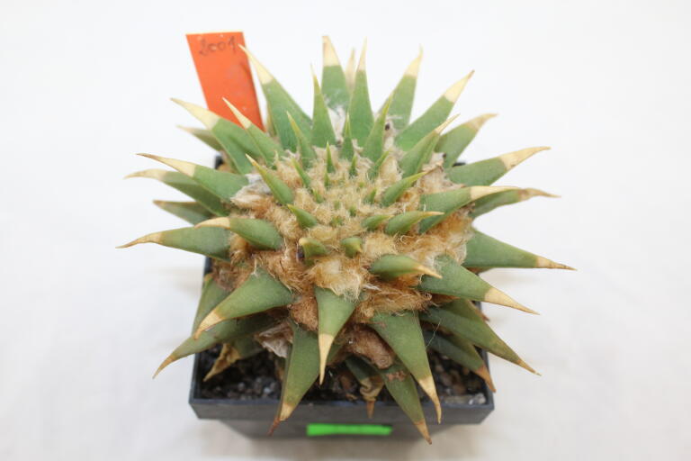 Ariocarpus trigonus elongatus BIG (1)