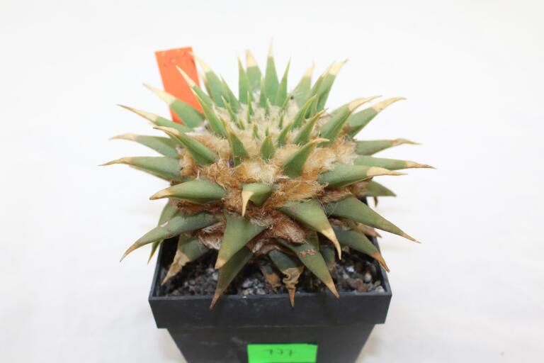 Ariocarpus trigonus elongatus BIG (2)