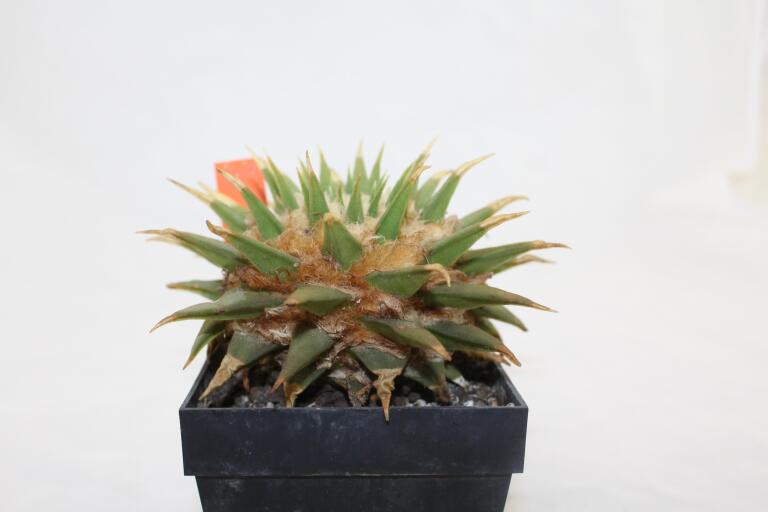 Ariocarpus trigonus elongatus BIG (3)