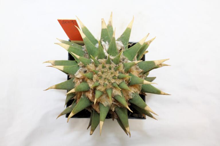 Ariocarpus trigonus elongatus BIG (4)