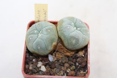 Lophophora williamsii Two Heads