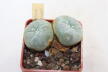 Lophophora williamsii Two Heads