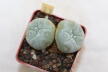 Lophophora williamsii Two Heads (2)
