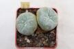 Lophophora williamsii Two Heads (3)
