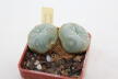 Lophophora williamsii Two Heads (4)