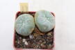 Lophophora williamsii Two Heads (5)