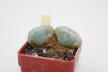 Lophophora williamsii Two Heads (6)