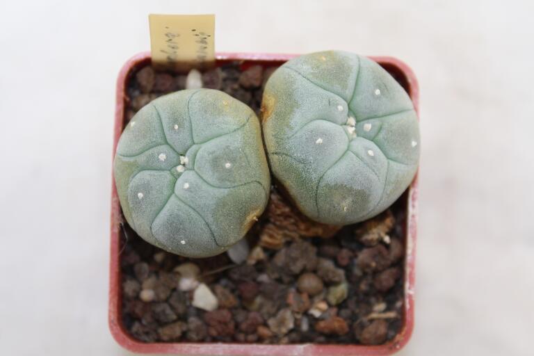 Lophophora williamsii Two Heads (3)
