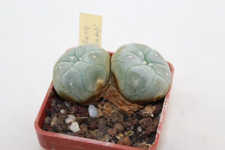 Lophophora williamsii Two Heads (4)