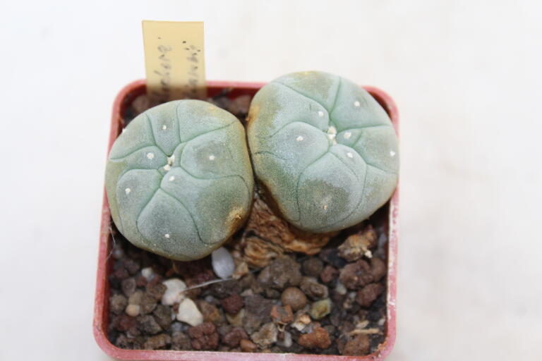 Lophophora williamsii Two Heads (5)