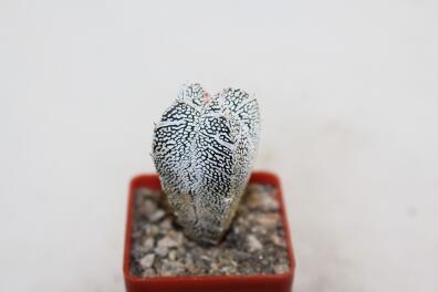 Astrophytum onzuka V - TYPE - SUPER WHITE FORM