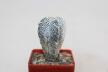 Astrophytum onzuka V - TYPE - SUPER WHITE FORM (2)